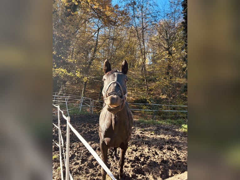 Oldenburg Giumenta 9 Anni 168 cm Morello in Alsdorf