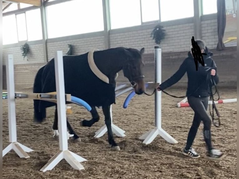 Oldenburg Giumenta 9 Anni 169 cm Baio scuro in Mutlangen