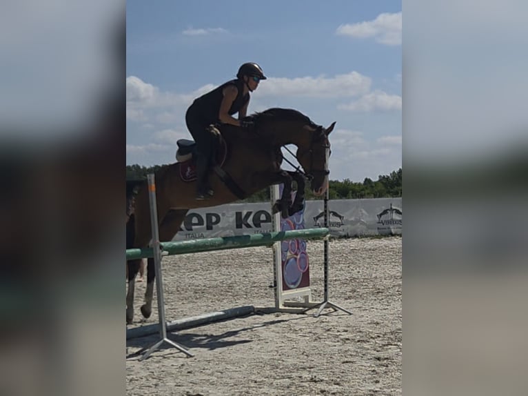 Oldenburg Giumenta 9 Anni 170 cm Baio in Kaleń-Towarzystwo