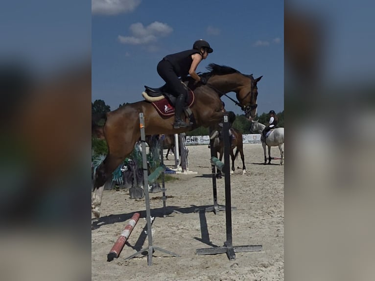 Oldenburg Giumenta 9 Anni 170 cm Baio in Kaleń-Towarzystwo