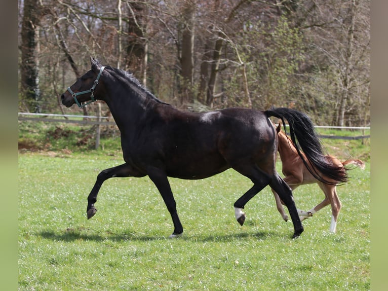 Oldenburg Giumenta 9 Anni 170 cm Baio scuro in Greven