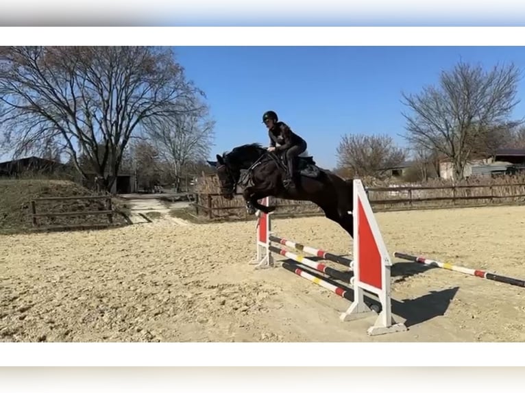 Oldenburg Giumenta 9 Anni 170 cm Morello in Werneuchen