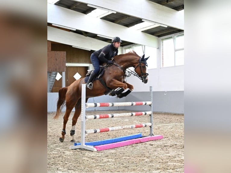 Oldenburg Giumenta 9 Anni 170 cm Sauro in Stuhr