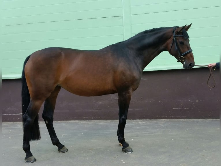 Oldenburg Giumenta 9 Anni 171 cm Baio in Moscow