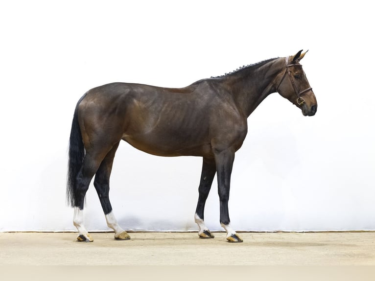 Oldenburg Giumenta 9 Anni 171 cm Baio in Waddinxveen