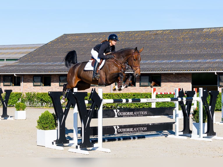 Oldenburg Giumenta 9 Anni 171 cm Baio in Waddinxveen
