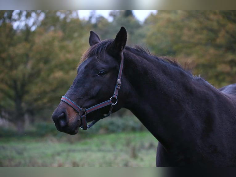 Oldenburg Giumenta 9 Anni 171 cm Baio scuro in Wittmund