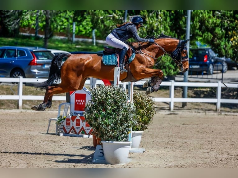 Oldenburg Giumenta 9 Anni 172 cm Baio in Charlotte