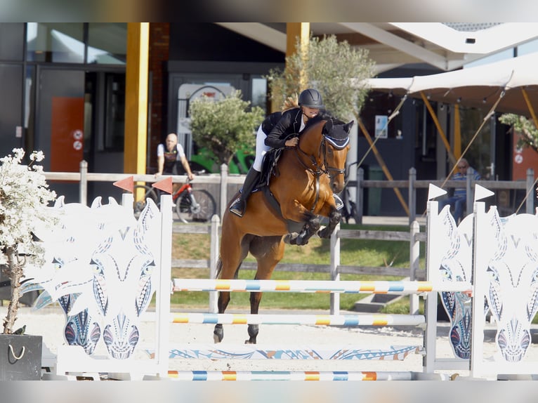 Oldenburg Giumenta 9 Anni 172 cm Baio in Willich