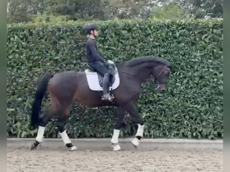 Oldenburg Giumenta 9 Anni 172 cm Baio scuro in Tass