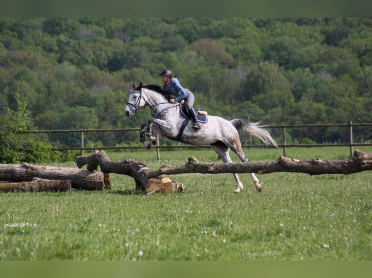 Oldenburg Giumenta 9 Anni 172 cm Grigio in Weisendorf