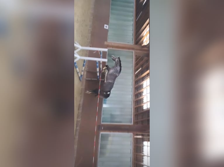 Oldenburg Giumenta 9 Anni 172 cm Grigio pezzato in Westerkappeln