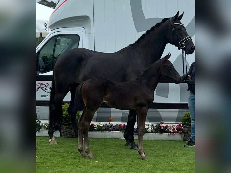 Oldenburg Giumenta 9 Anni 172 cm Morello in Helferskirchen Oldenburg Giumenta 9 Anni 172 cm Morello in Helferskirchen