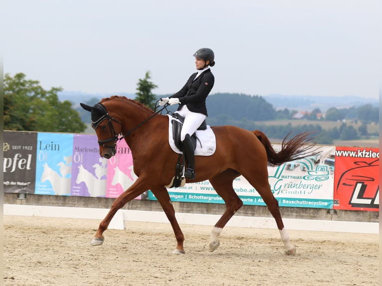 Oldenburg Giumenta 9 Anni 172 cm Sauro in Rotthalm&#xFC;nster