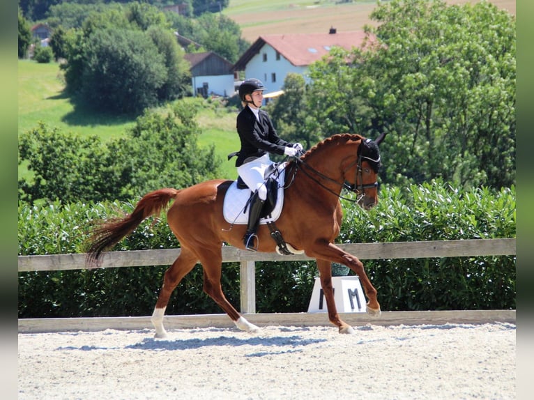Oldenburg Giumenta 9 Anni 172 cm Sauro in Rotthalm&#xFC;nster