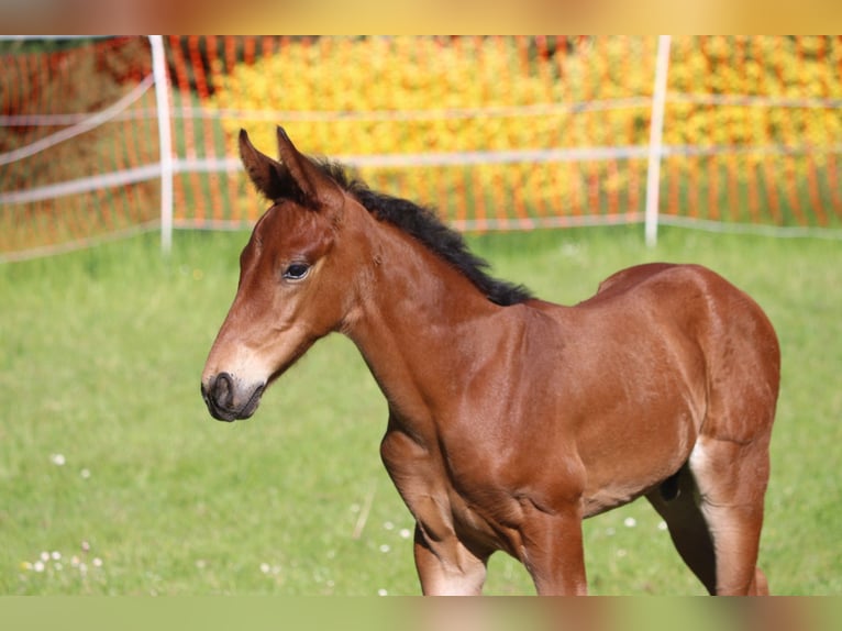 Oldenburg Giumenta 9 Anni 172 cm Sauro scuro in Erftstadt