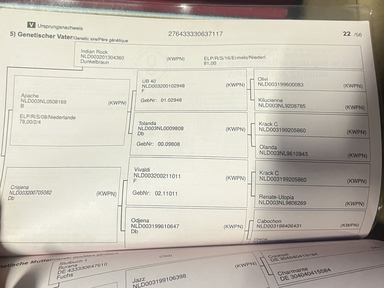Oldenburg Giumenta 9 Anni 173 cm Baio scuro in Saerbeck