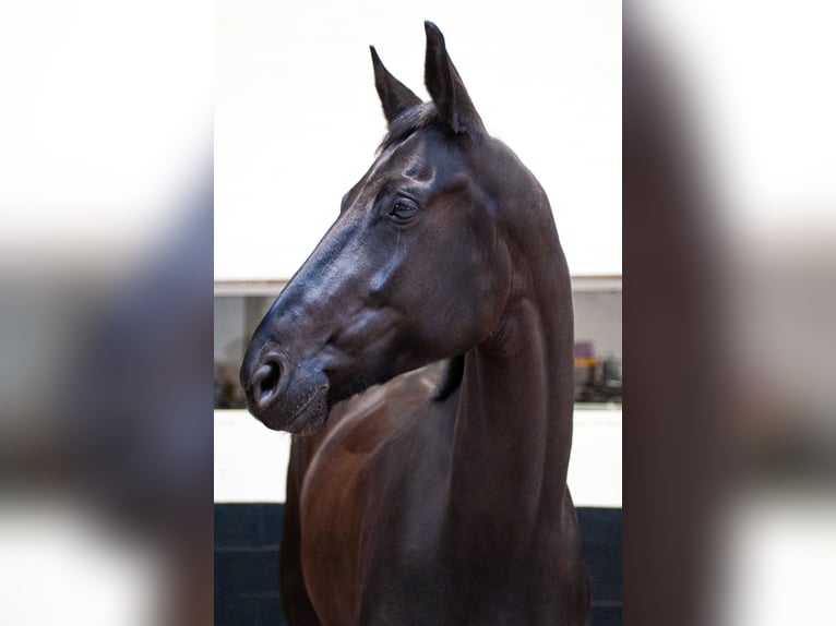 Oldenburg Giumenta 9 Anni 173 cm Morello in Bastogne