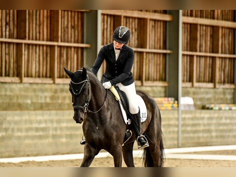 Oldenburg Giumenta 9 Anni 173 cm Morello in Bastogne
