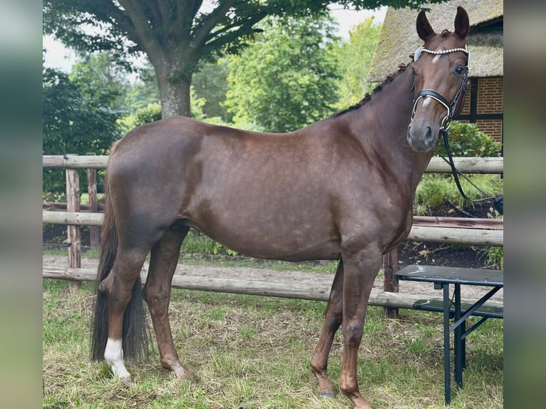 Oldenburg Giumenta 9 Anni 173 cm Sauro scuro in Westerstede