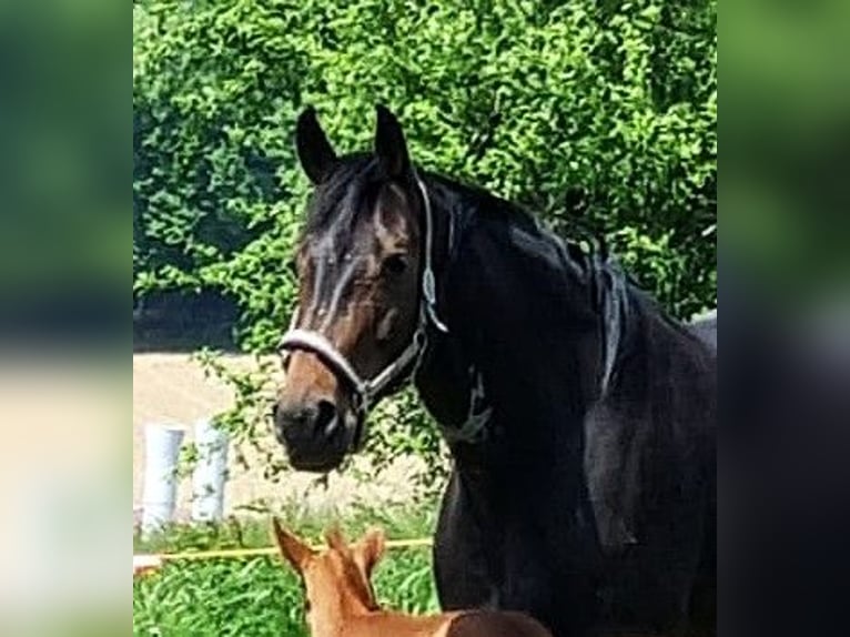 Oldenburg Giumenta 9 Anni 176 cm Baio scuro in Isny im Allgäu