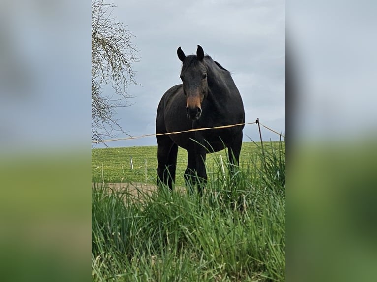 Oldenburg Giumenta 9 Anni 176 cm Baio scuro in Isny im Allgäu