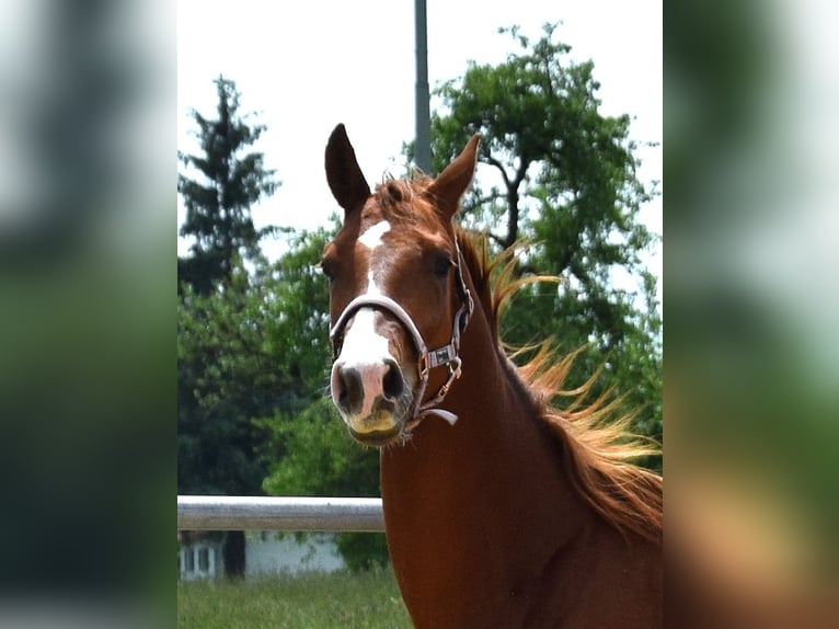 Oldenburg Giumenta 9 Anni 176 cm Baio scuro in Isny im Allgäu
