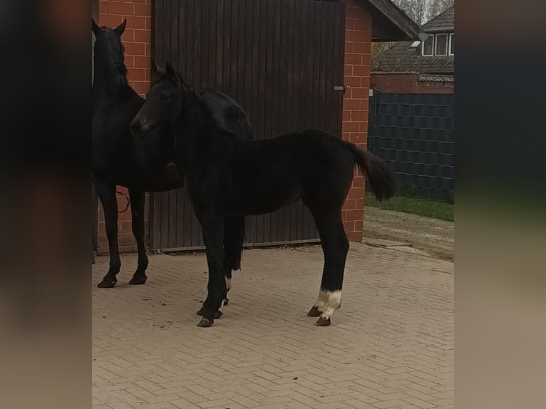 Oldenburg Giumenta Puledri (06/2025) 168 cm Baio nero in Dinklage