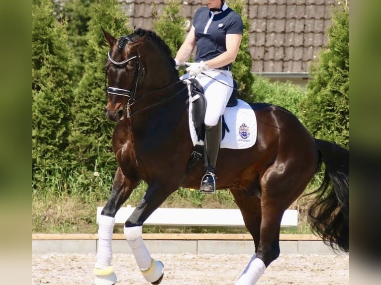 Oldenburg Giumenta Puledri (04/2026) 168 cm Sauro scuro in Holdorf
