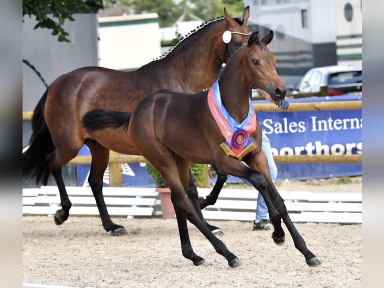 Oldenburg Giumenta Puledri (04/2026) 168 cm Sauro scuro in Holdorf