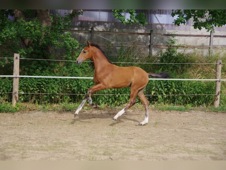 Oldenburg Giumenta  170 cm Baio in Rodenberg