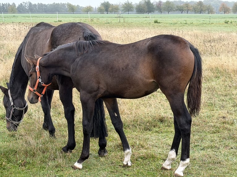 Oldenburg Giumenta Puledri (04/2026) 170 cm Baio in Zschortau