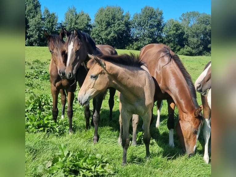 Oldenburg Giumenta Puledri (04/2025) 170 cm Grigio in Langstedt