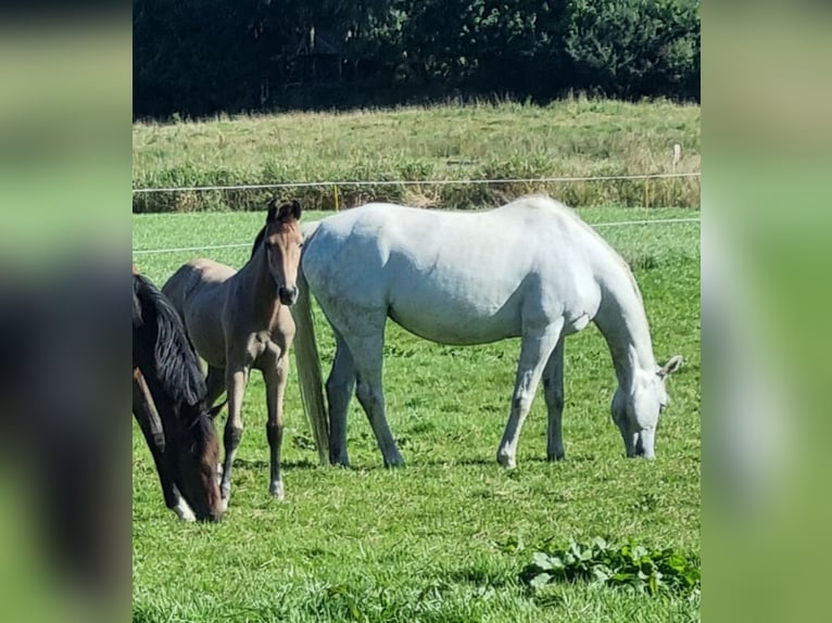 Oldenburg Giumenta Puledri (04/2025) 170 cm Grigio in Langstedt
