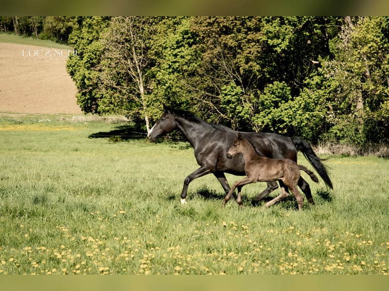 Oldenburg Giumenta Puledri (03/2026) 170 cm Morello in Sondershausen