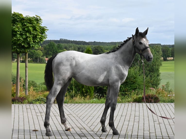 Oldenburg Giumenta Puledri
 (01/2024) 173 cm Grigio in Wysin