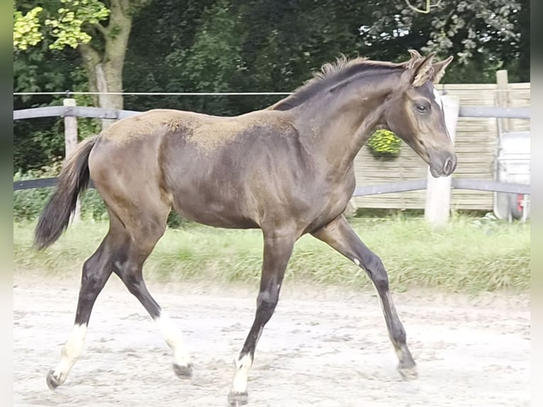 Oldenburg Giumenta Puledri (04/2026) Baio nero in Butjadingen