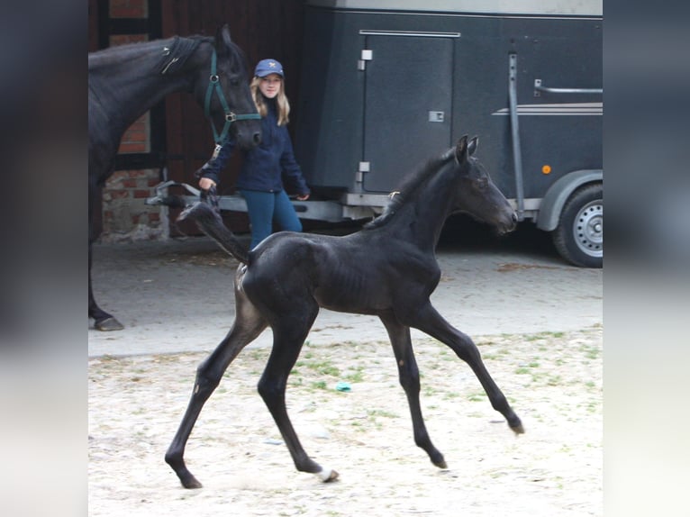 Oldenburg Giumenta Puledri
 (05/2024) Baio nero in Hankensbüttel