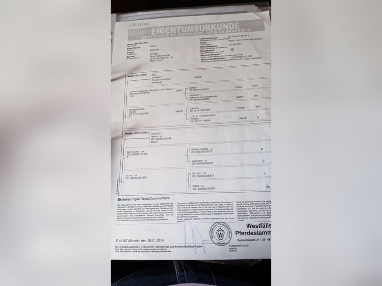 Oldenburg Giumenta Puledri (02/2026) Baio scuro in Morbach