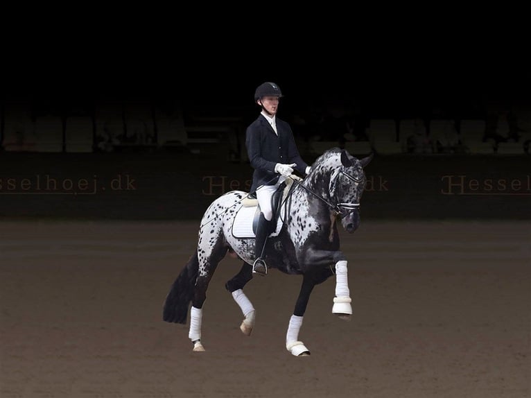 Oldenburg Giumenta Puledri (03/2026)  in Vechta