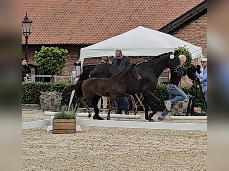 Oldenburg Giumenta Puledri (04/2025) Morello in Glasau