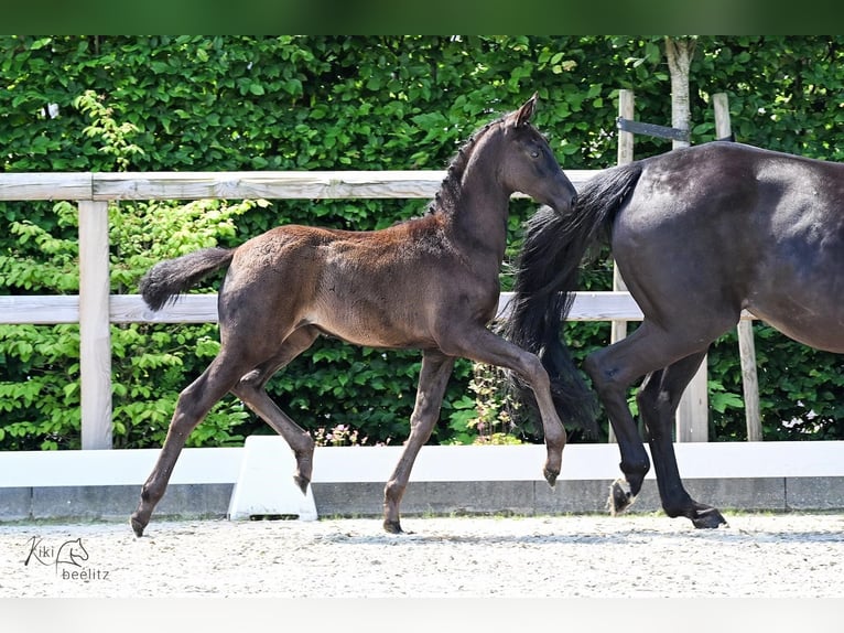 Oldenburg Giumenta Puledri (03/2026) Morello in Essen (Oldenburg)