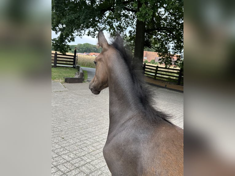 Oldenburg Giumenta Puledri (04/2026) Può diventare grigio in Versmold