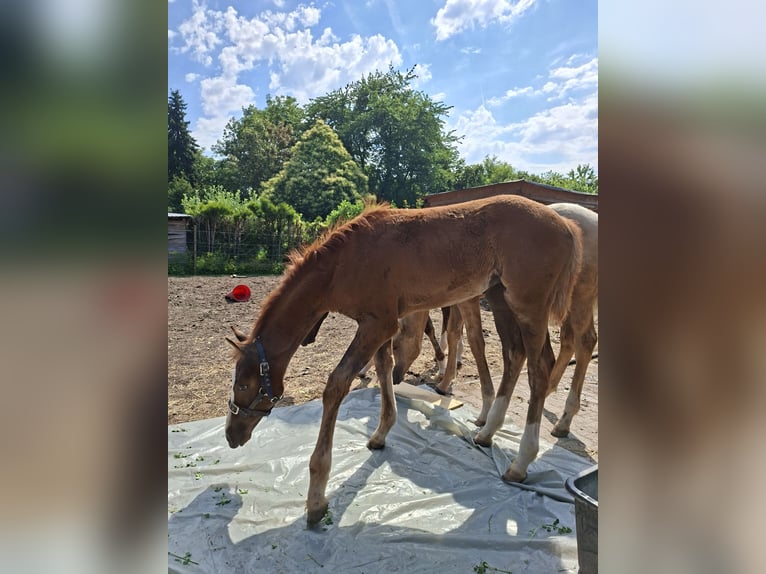 Oldenburg Giumenta Puledri (03/2026) Sauro scuro in Wiesloch