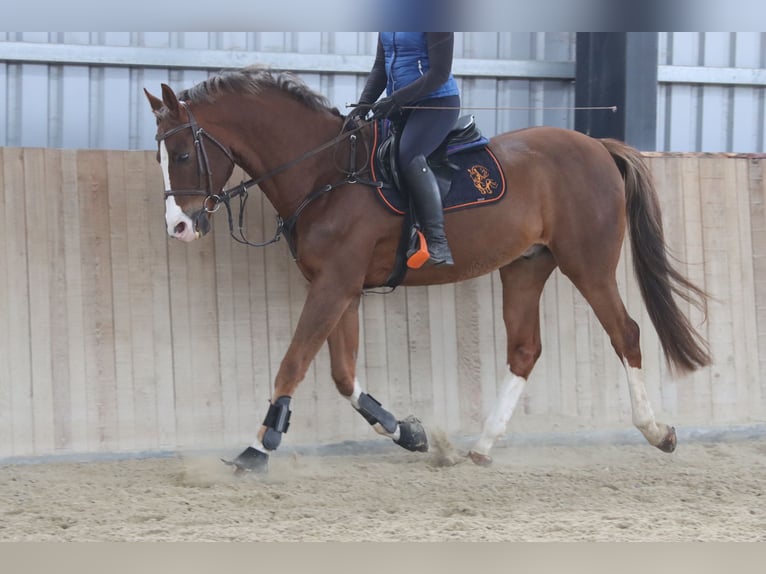 Oldenburg-International (OS) Gelding 10 years 16,2 hh Chestnut-Red in Götzendorf an der Leitha