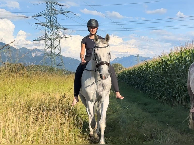Oldenburg-International (OS) Gelding 10 years 16,2 hh Gray in Schlins