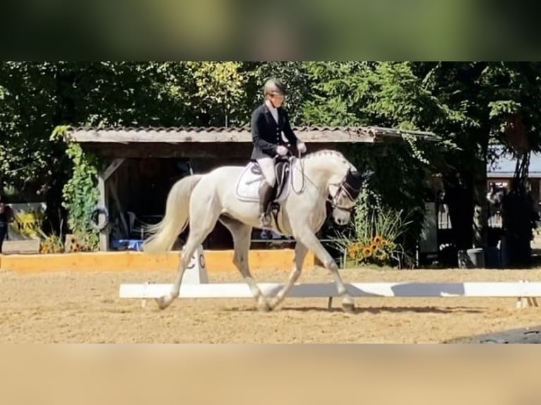 Oldenburg-International (OS) Gelding 10 years 16,2 hh Gray in Schlins