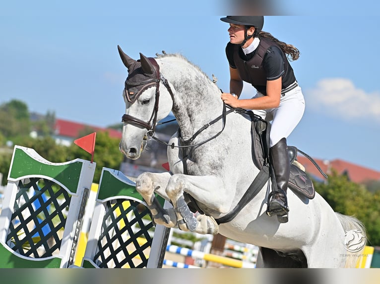 Oldenburg-International (OS) Gelding 10 years 16,2 hh Gray in Schlins