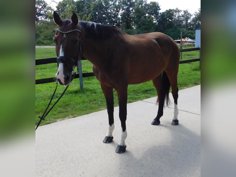 Oldenburg-International (OS) Gelding 10 years 17 hh Brown in Roßdorf