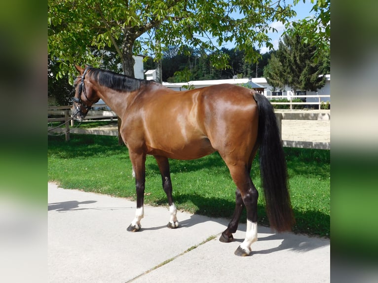 Oldenburg-International (OS) Gelding 10 years 17 hh Brown in Roßdorf